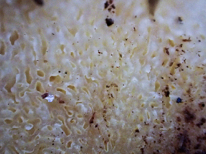  ( - HAY-F-001041)  @11 [ ] by-nc (2023) Dean Lyons Fungal Diversity Survey