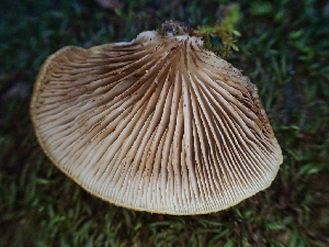  ( - HAY-F-001036)  @11 [ ] by-nc (2023) Dean Lyons Fungal Diversity Survey