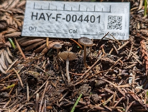  ( - HAY-F-004401)  @11 [ ] by-nc (2023) Stu Pickell Fungal Diversity Survey