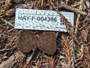  (Rhizopogon vinicolor - HAY-F-004396)  @11 [ ] by-nc (2023) Stu Pickell Fungal Diversity Survey