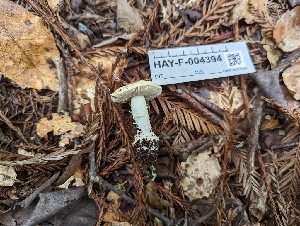  (Amanita sp. CA02 - HAY-F-004394)  @11 [ ] by-nc (2023) Stu Pickell Fungal Diversity Survey