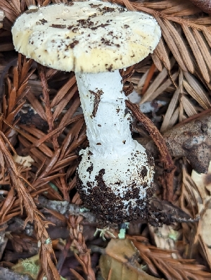  ( - HAY-F-004394)  @11 [ ] by-nc (2023) Stu Pickell Fungal Diversity Survey
