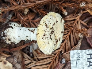  ( - HAY-F-004394)  @11 [ ] by-nc (2023) Stu Pickell Fungal Diversity Survey