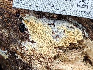  ( - HAY-F-004397)  @11 [ ] by-nc (2023) Stu Pickell Fungal Diversity Survey