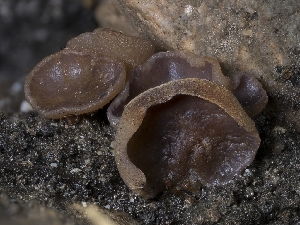 ( - HAY-F-004380)  @11 [ ] by-nc (2023) Stu Pickell Fungal Diversity Survey