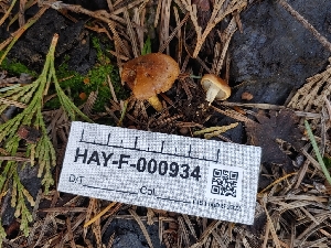  ( - HAY-F-000934)  @11 [ ] by-nc (2023) Warren Cardimona Fungal Diversity Survey