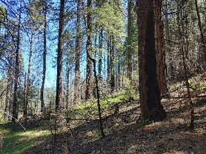  ( - HAY-F-000934)  @11 [ ] by-nc (2023) Warren Cardimona Fungal Diversity Survey