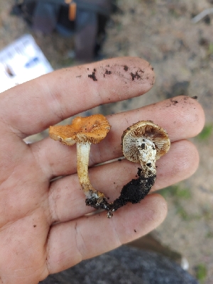  ( - HAY-F-000934)  @11 [ ] by-nc (2023) Warren Cardimona Fungal Diversity Survey