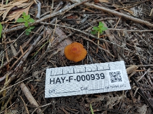  ( - HAY-F-000939)  @11 [ ] by-nc (2023) Warren Cardimona Fungal Diversity Survey
