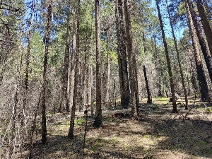  ( - HAY-F-000932)  @11 [ ] by-nc (2023) Warren Cardimona Fungal Diversity Survey