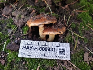  ( - HAY-F-000931)  @11 [ ] by-nc (2023) Warren Cardimona Fungal Diversity Survey