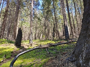  ( - HAY-F-000931)  @11 [ ] by-nc (2023) Warren Cardimona Fungal Diversity Survey