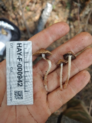  ( - HAY-F-000942)  @11 [ ] by-nc (2023) Warren Cardimona Fungal Diversity Survey