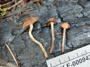  ( - HAY-F-000942)  @11 [ ] by-nc (2023) Warren Cardimona Fungal Diversity Survey