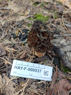  ( - HAY-F-000937)  @11 [ ] by-nc (2023) Warren Cardimona Fungal Diversity Survey