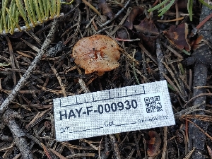 ( - HAY-F-000930)  @11 [ ] by-nc (2023) Warren Cardimona Fungal Diversity Survey