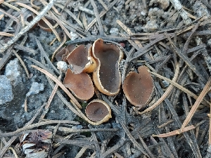  ( - HAY-F-000947)  @11 [ ] by-nc (2023) Warren Cardimona Fungal Diversity Survey