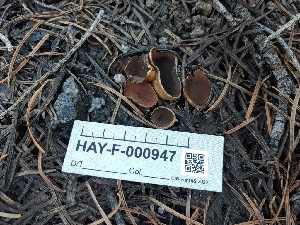  ( - HAY-F-000947)  @11 [ ] by-nc (2023) Warren Cardimona Fungal Diversity Survey