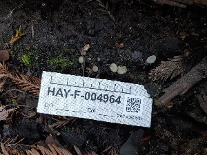  ( - HAY-F-004964)  @11 [ ] by-nc (2023) Warren Cardimona Fungal Diversity Survey