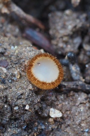  ( - HAY-F-004964)  @11 [ ] by-nc (2023) Warren Cardimona Fungal Diversity Survey