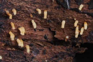  (Henningsomyces sp. CA02 - HAY-F-004967)  @11 [ ] by-nc (2023) Warren Cardimona Fungal Diversity Survey