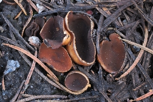  ( - HAY-F-000947)  @11 [ ] by-nc (2023) Warren Cardimona Fungal Diversity Survey