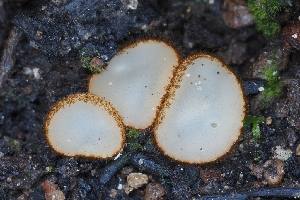  ( - HAY-F-004964)  @11 [ ] by-nc (2023) Warren Cardimona Fungal Diversity Survey