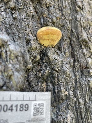  (Cryptoporus volvatus - HAY-F-004189)  @11 [ ] by-nc (2023) Jaren Hockert Fungal Diversity Survey