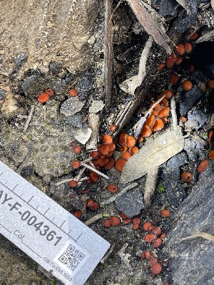  ( - HAY-F-004361)  @11 [ ] by-nc (2023) Jaren Hockert Fungal Diversity Survey