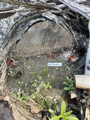  ( - HAY-F-004361)  @11 [ ] by-nc (2023) Jaren Hockert Fungal Diversity Survey