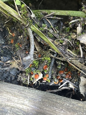  ( - HAY-F-004361)  @11 [ ] by-nc (2023) Jaren Hockert Fungal Diversity Survey