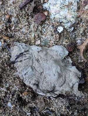  (Kretzschmaria sp. deusta-CA01 - HAY-F-004387)  @11 [ ] by-nc (2023) Stu Pickell Fungal Diversity Survey
