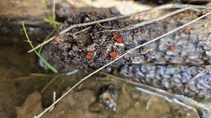  ( - HAY-F-002200)  @11 [ ] by-nc (2023) Thea Chesney Fungal Diversity Survey