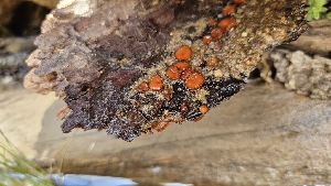  ( - HAY-F-002200)  @11 [ ] by-nc (2023) Thea Chesney Fungal Diversity Survey