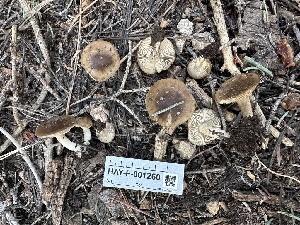  ( - HAY-F-001260)  @11 [ ] by-nc (2023) Aaron Tupac Fungal Diversity Survey