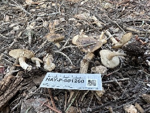 ( - HAY-F-001260)  @11 [ ] by-nc (2023) Aaron Tupac Fungal Diversity Survey