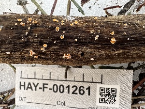  (Lachnellula sp. CA02 - HAY-F-001261)  @11 [ ] by-nc (2023) Aaron Tupac Fungal Diversity Survey