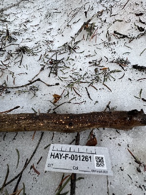  ( - HAY-F-001261)  @11 [ ] by-nc (2023) Aaron Tupac Fungal Diversity Survey