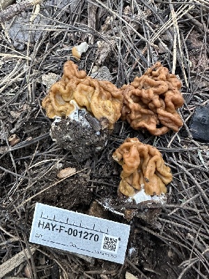  ( - HAY-F-001270)  @11 [ ] by-nc (2023) Aaron Tupac Fungal Diversity Survey