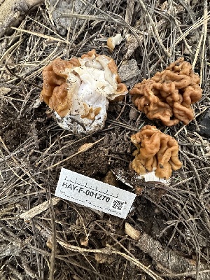  ( - HAY-F-001270)  @11 [ ] by-nc (2023) Aaron Tupac Fungal Diversity Survey