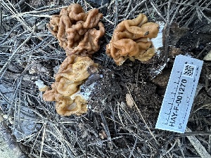  ( - HAY-F-001270)  @11 [ ] by-nc (2023) Aaron Tupac Fungal Diversity Survey