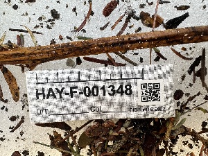  (Incrucipulum sp. CA01 - HAY-F-001348)  @11 [ ] by-nc (2023) Aaron Tupac Fungal Diversity Survey
