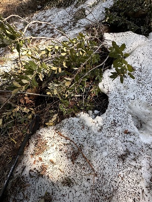  ( - HAY-F-001348)  @11 [ ] by-nc (2023) Aaron Tupac Fungal Diversity Survey