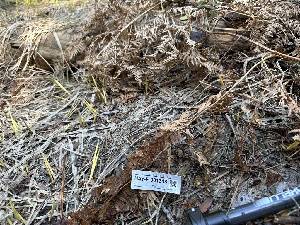  ( - HAY-F-001348)  @11 [ ] by-nc (2023) Aaron Tupac Fungal Diversity Survey