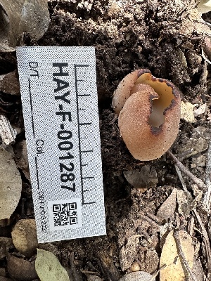  ( - HAY-F-001287)  @11 [ ] by-nc (2023) Aaron Tupac Fungal Diversity Survey
