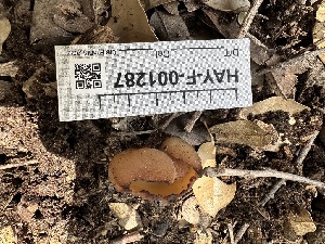 ( - HAY-F-001287)  @11 [ ] by-nc (2023) Aaron Tupac Fungal Diversity Survey
