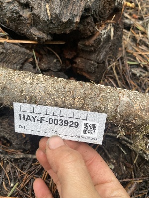 ( - HAY-F-003929)  @11 [ ] by-nc (2023) Grace Stark Fungal Diversity Survey