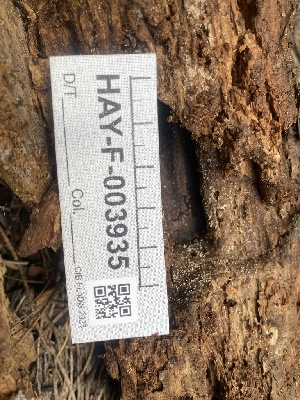  ( - HAY-F-003935)  @11 [ ] by-nc (2023) Grace Stark Fungal Diversity Survey