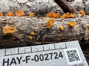  ( - HAY-F-002724)  @11 [ ] c (2023) Rudy Diaz Fungal Diversity Survey