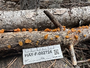  ( - HAY-F-002724)  @11 [ ] c (2023) Rudy Diaz Fungal Diversity Survey